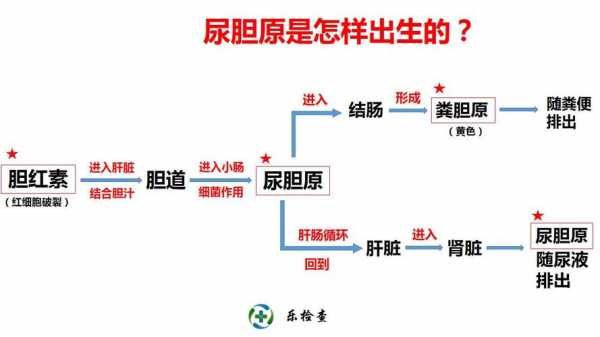 尿常规尿胆原阴性一是什么意思 尿检尿胆原阴性是什么意思