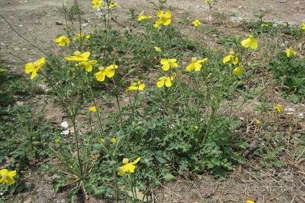 秃疮花是一种什么样的植物 秃疮是什么病