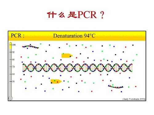 什么叫pcr-什么叫pc