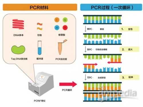 什么叫pcr-什么叫pc