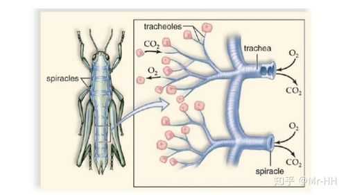 蝗虫体表有什么,蝗虫体表有什么利于呼吸 