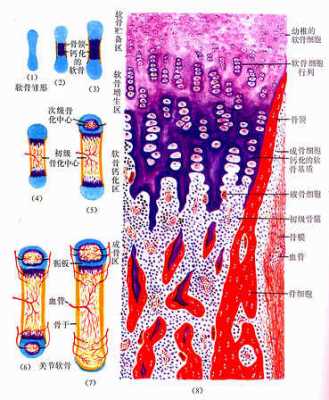 软骨是骨组织吗