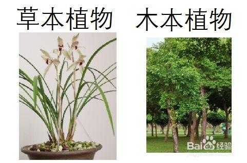 什么是草本植物（什么是木本植物）