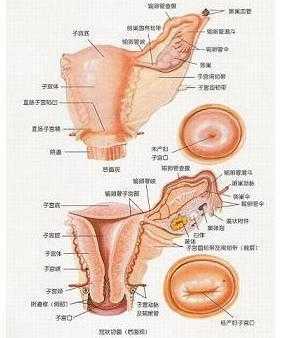  附件是什么部位「女性附件炎疼痛位置图」