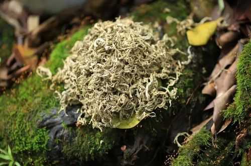 端午节用什么草洗澡好