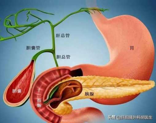 胆总管扩张是什么意思_胆总管扩张是什么意思?