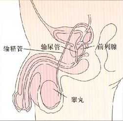 前列腺在什么位置示意图正面图 前列腺在什么位置图解