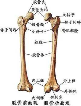 股骨是什么（股骨是什么结构层次）