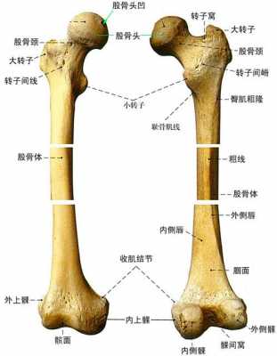 股骨是什么（股骨是什么结构层次）