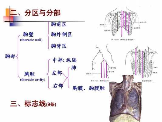 什么是胸膜腔（什么是胸膜腔的最低位置）