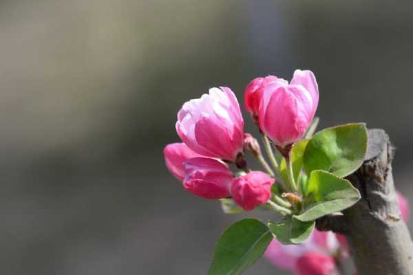 什么样的海棠（什么样的海棠花）