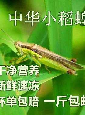 蚂蚱有什么功效与作用（蚂蚱有什么药用功效）