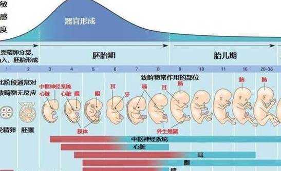 胎儿一个月是什么样子_怀孕一月到十月全图