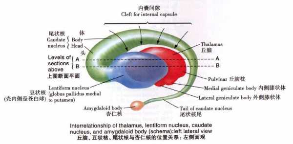 什么是内囊,什么是内囊,有何临床意义 