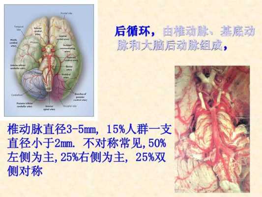 脉什么意思_奇大脑前动脉什么意思