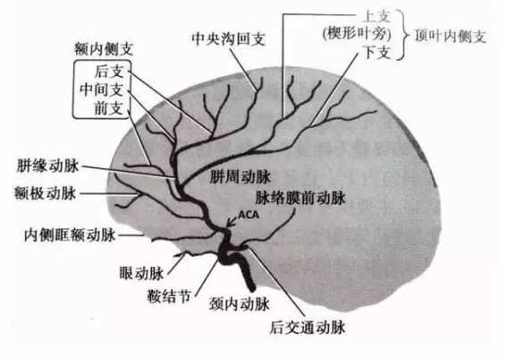 脉什么意思_奇大脑前动脉什么意思