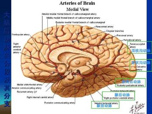 脉什么意思_奇大脑前动脉什么意思