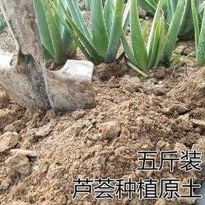 种芦荟用什么土好?-种芦荟用什么土