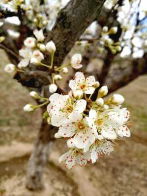 李子花是什么颜色（李子花是什么颜色,有几个花瓣）