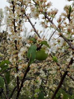 李子花是什么颜色（李子花是什么颜色,有几个花瓣）