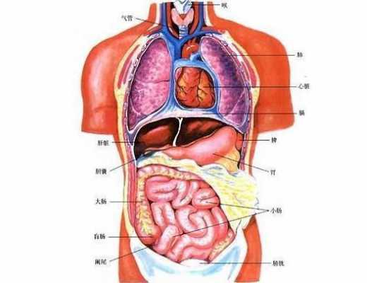 左肋下部疼痛对照表 左侧肋骨里面是什么器官