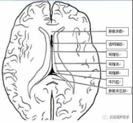 腔是什么意思,韦氏腔是什么意思 