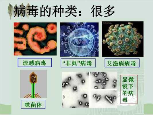 病毒是什么生物类型-病毒是什么生物