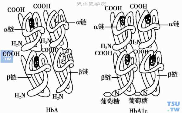 医学上hgb