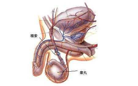 睾丸的作用是产生什么 睾丸的作用是什么