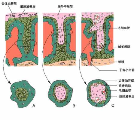 绒毛膜是什么组织 绒毛膜是什么