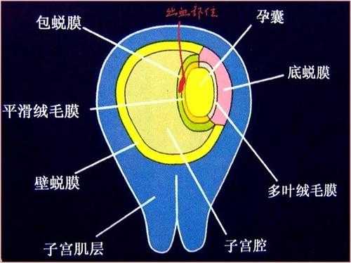 绒毛膜是什么组织 绒毛膜是什么