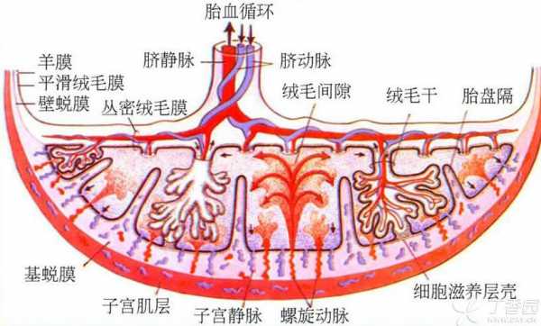 绒毛膜是什么组织 绒毛膜是什么