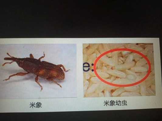 米虫什么意思_米虫是啥