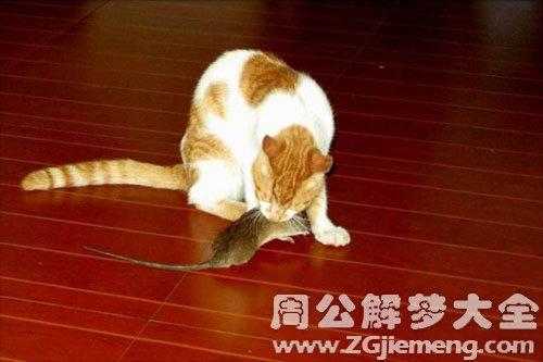 梦见猫吃老鼠什么意思但是没吃又把老鼠吐岀来了 梦见猫吃老鼠什么意思