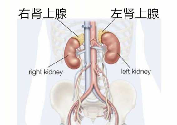  肾上腺腺瘤挂什么科「肾上腺腺瘤挂什么科室」