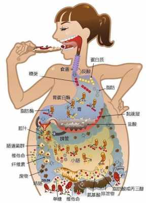 拉屎特别臭是什么原因