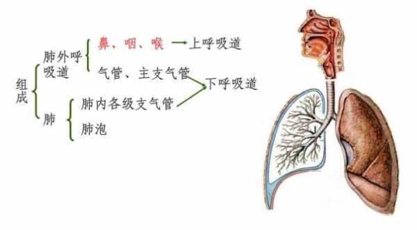 呼吸有什么,呼吸有什么组成 