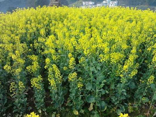 油菜花什么季节开（油菜花什么时候开的最旺盛）