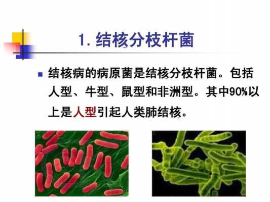 结核杆菌是什么（结核杆菌是什么病）