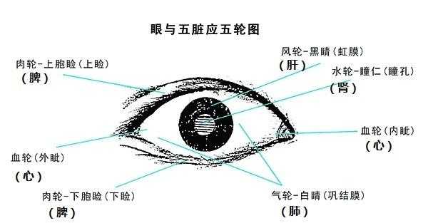 眼睛五行属什么,眼睛五行属什么行业 