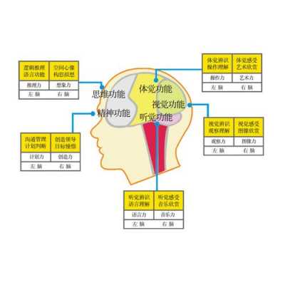 右脑控制什么思维,右脑是控制哪方面的功能的 