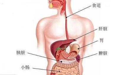 内膜蠕动明显什么意思 内膜蠕动是什么意思