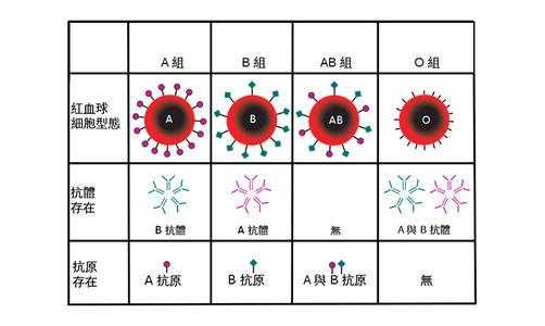 ab型rh阳性是什么意思,rh阳性血是什么血型 