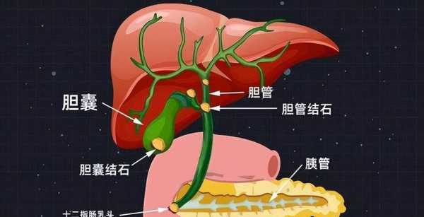 胆囊壁稍增厚是什么意思,胆囊壁稍增厚需要治疗吗 