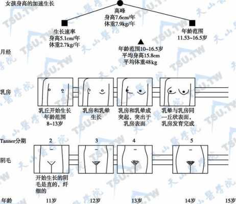  女人第二次发育是什么时候「女性第二次发育是什么」