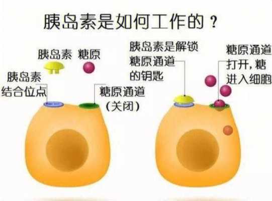 胰岛素起什么作用生物 胰岛素起什么作用