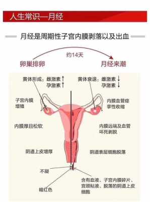 子宫内膜厚是怎么形成的-子宫内膜变厚是什么原因