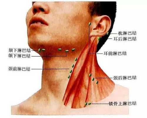 什么淋巴（什么淋巴结是正常的）