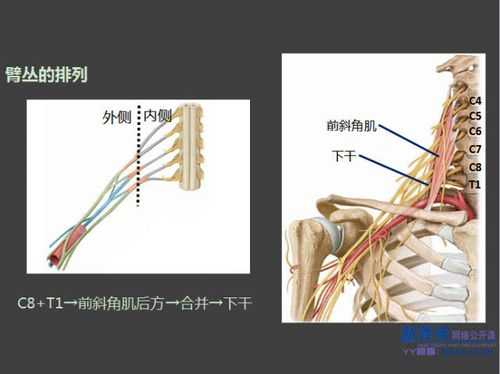 臂丛麻醉属于什么麻醉_臂丛麻醉最简单定位点