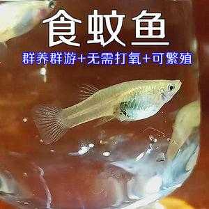 什么鱼吃蚊虫易养殖-什么鱼吃蚊虫